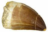 Fossil Mosasaur (Thalassotitan) Tooth - Morocco #374595-1